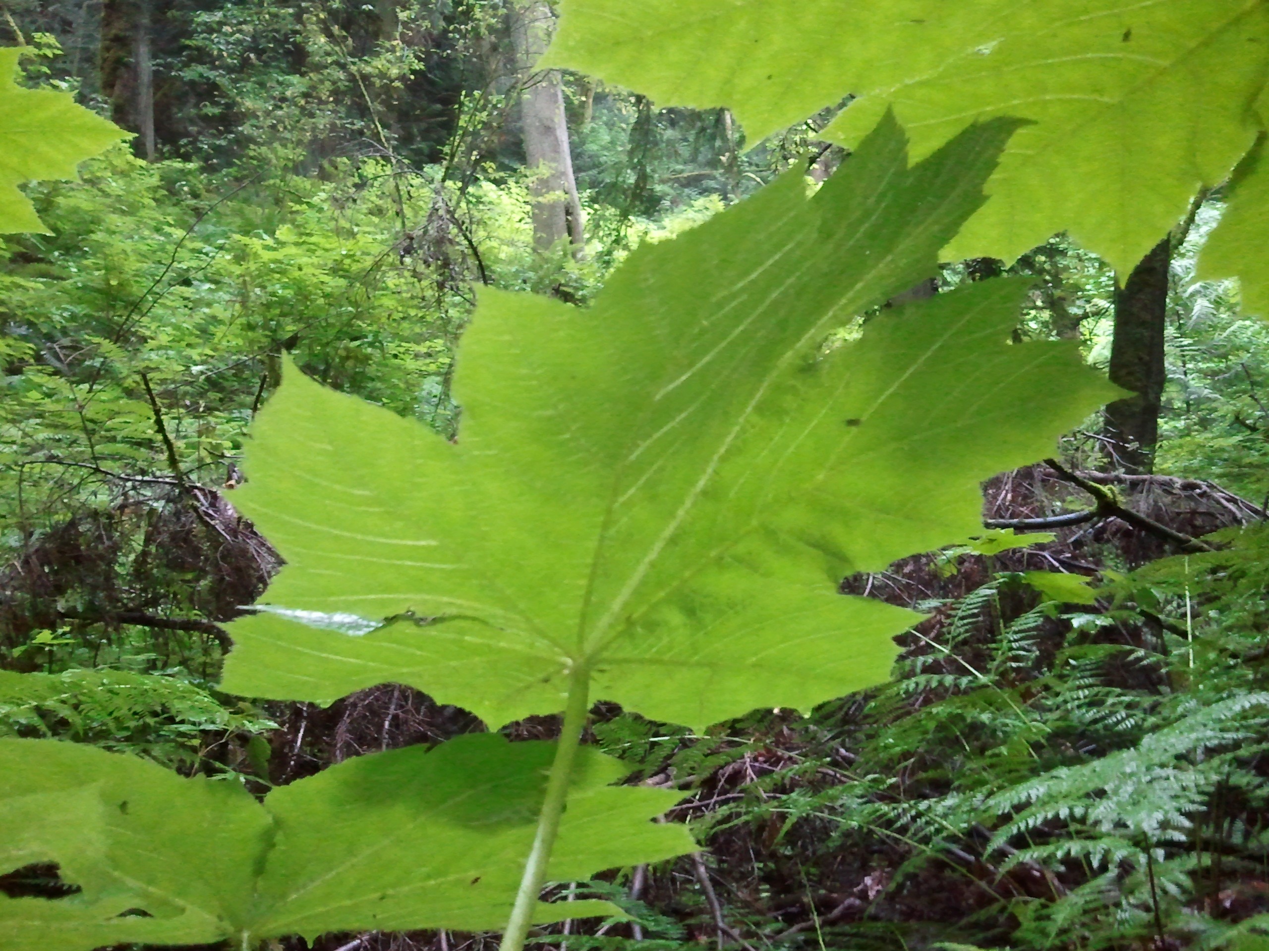 Creating the Finn Hill Park and Recreation District