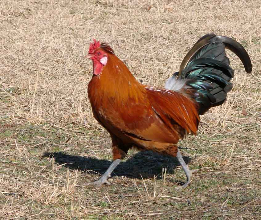 Roosters ‘Grandfathered’ in under new Fowl Regulations