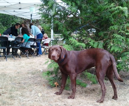 DFest2012BrownDog