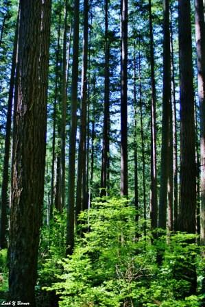 Kirkland Annexation celebration schedule set