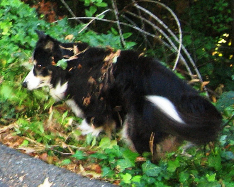 Dog Blog:  B is for Brooke and Border Collie