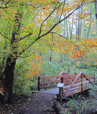 Trails in Big Finn Hill Park