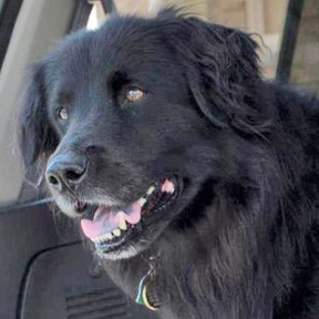 “Mandy” Lost Dog Found!