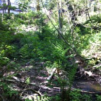 simonds ravine 2