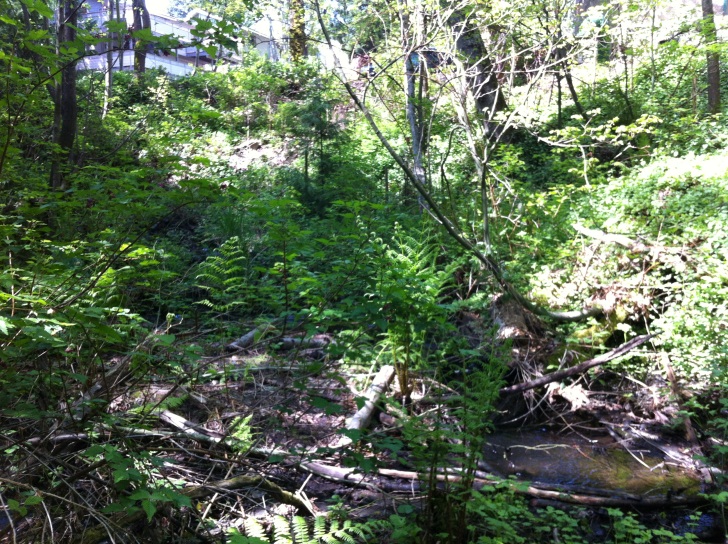 Finn Hill Surface Water Management Project Update