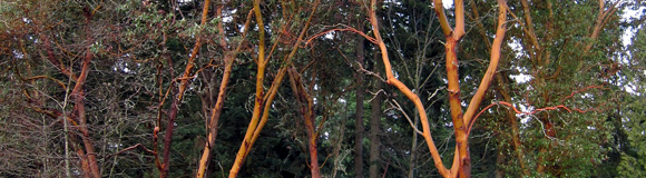 Walk in the Park through the Madrona Grove