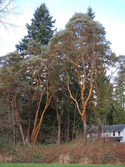 Open-Grown-Madrona