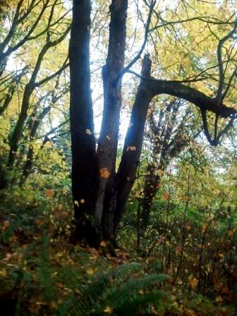 Expansion of Juanita Heights Park & Update on Chaffey PAR