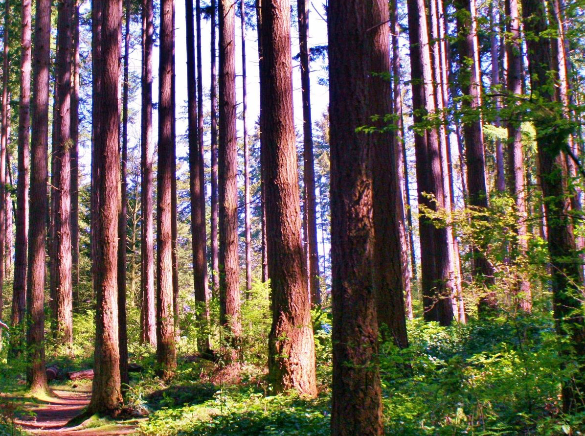 Holmes Point tree ordinance: important meeting at Planning Commission on Thursday Aug 24