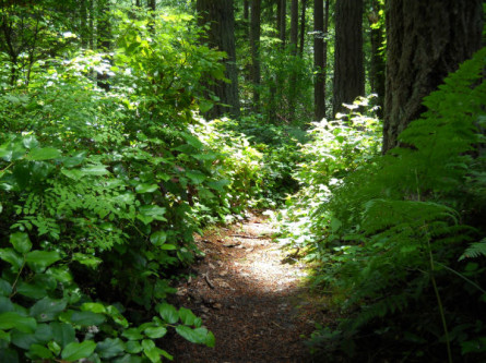 2012-7-4 trail scene-west JW