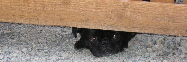 Enjoy the holiday, but remember: The Fourth of July is no holiday for our animals!