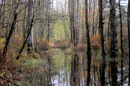 North of Beaver Pond Trail