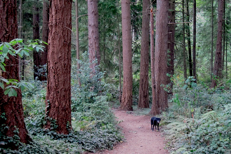 One last summer hike on Finn Hill
