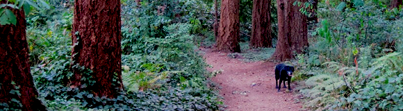 Big Finn Hill Park Trail Maps