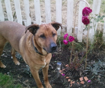 DOG BLOG: E is for Elwood