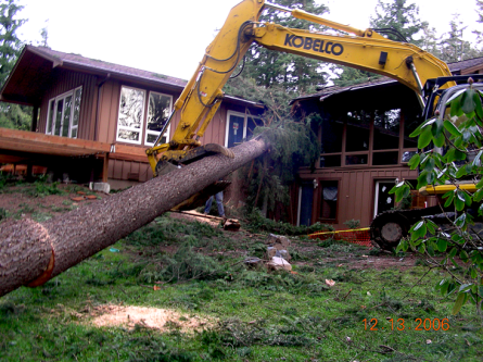 Fallen-tree-at-Teresas