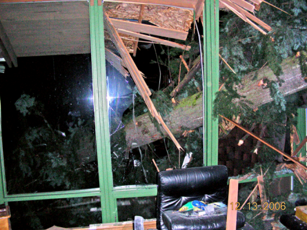 Fallen-tree-at-night