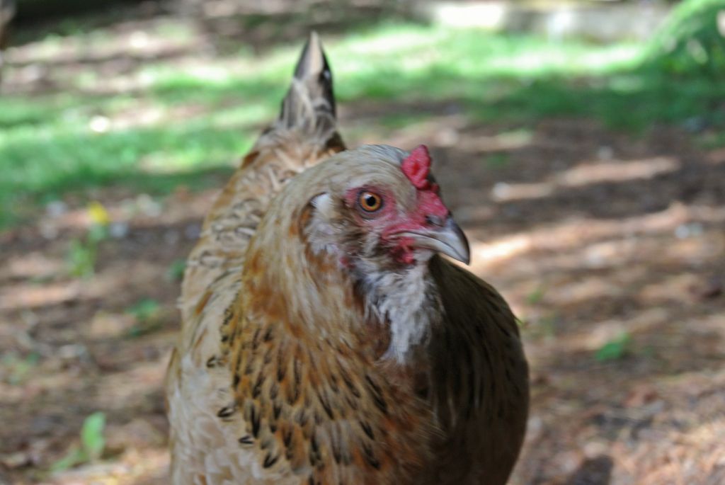 Coop d’Villa, Tales from the Coop!