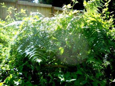 Oregon Ash 4 engulfed in jungle. 