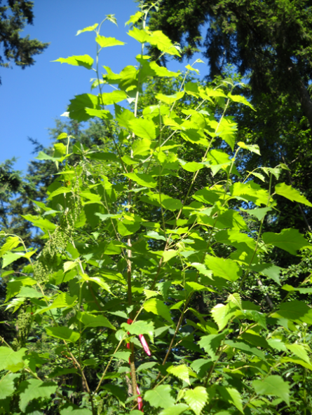 Paper Birch 3 (above), Paper Birch 4 (below).