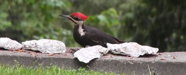 My Pileated Woodpecker