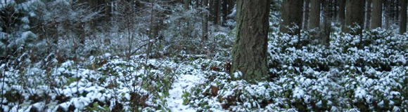 Winterize Juanita Woodlands with Invasive Species Removal, Saturday October 5