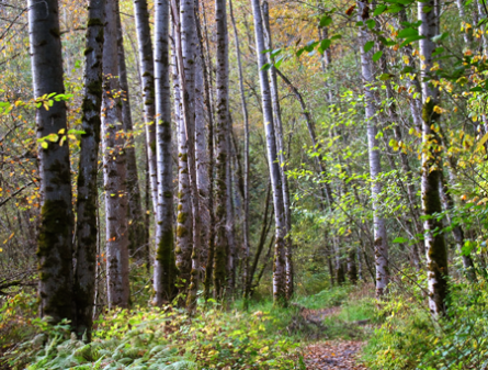 5-Big-Finn-cottonwood-sm