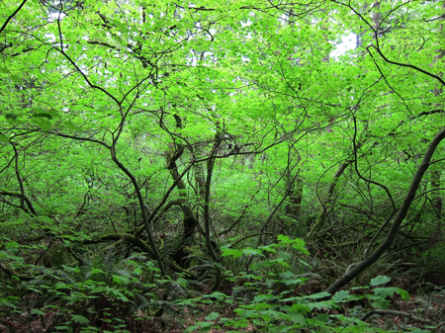 6-Big-finn-vine-maple-tangle-sm