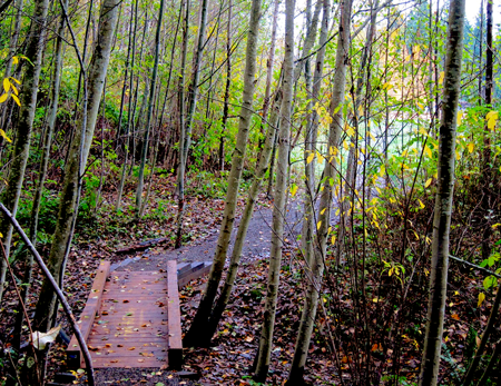 Giant Sequoia Redwood Saplings Coming to OO Denny Park