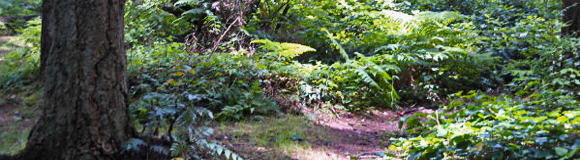 Oct. 26 Work Party at Juanita Heights