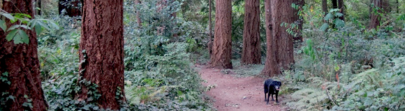 Volunteer to Help our Trails – Oct 12