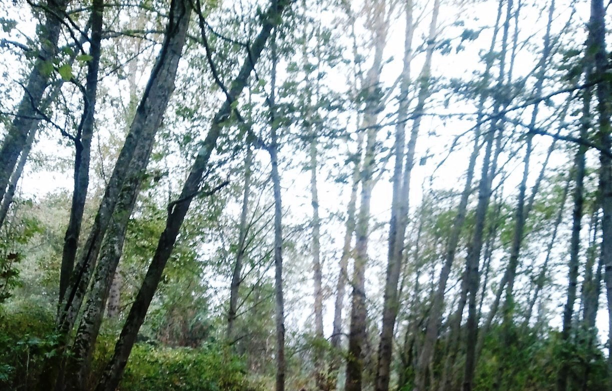 Concerned about tree canopy?