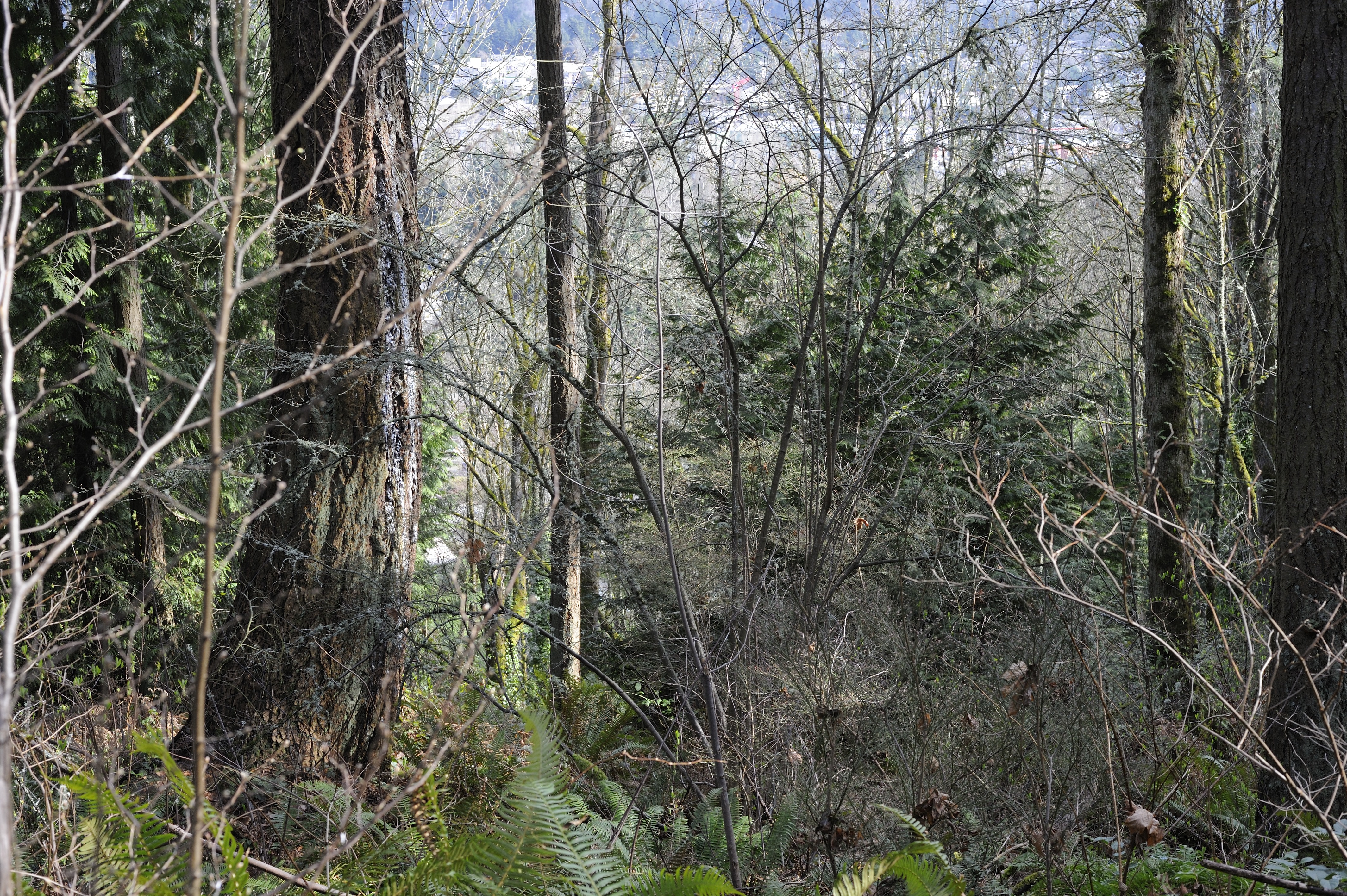 Volunteer in Juanita Heights Park Sat. Nov 30