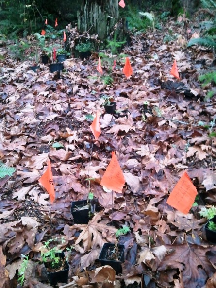 Juanita Heights Park