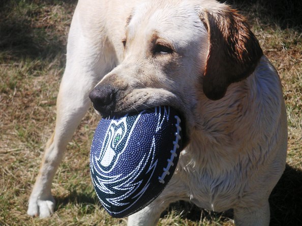 Dog Blog:  H is for Hawk                                                                                            & How Come People Keep Calling My Name?