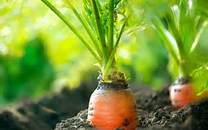 VOTE for Finn Hill Community Gardens