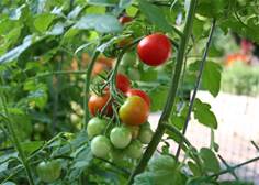 Inglewood Free Community Kitchen