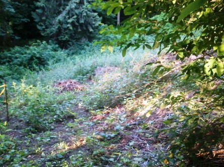 Juanita Heights Park at the entrance - Before EAS kids