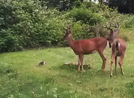 Juanita-Woodlands-Deer