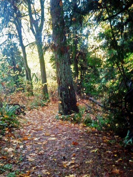 Juanita Heights Park Path