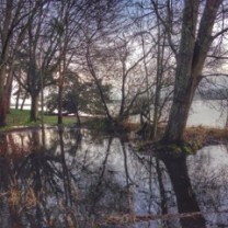 Finn Hill shoreline areas are prone to flooding (photo by Alison Blanc Bard)