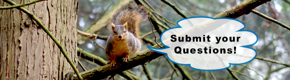 City Council Attends Finn Hill May meeting – Submit Your Question