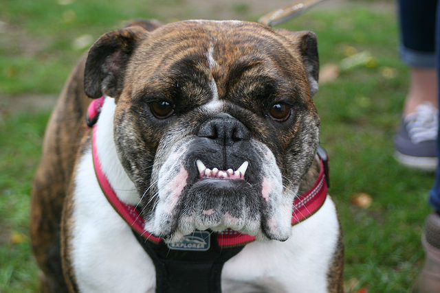 Thank You DennyFest Sponsors and Volunteers