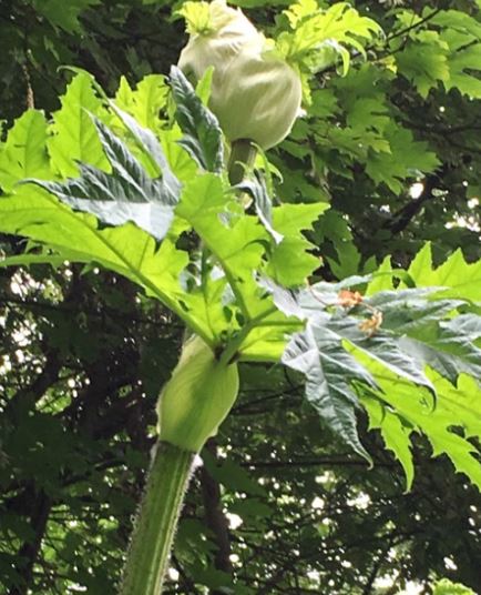 Flowers you don’t want