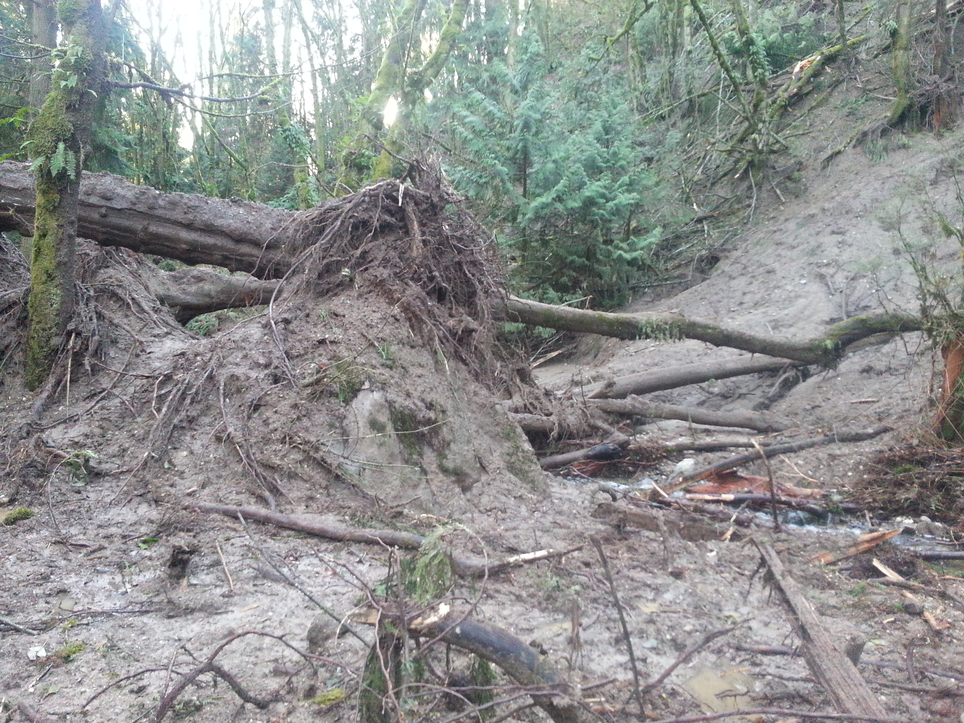 Landslide in Big Finn Hill Park