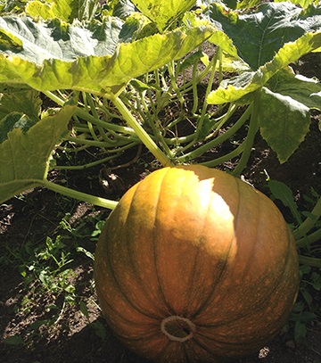 Available hilltop pea-patch garden