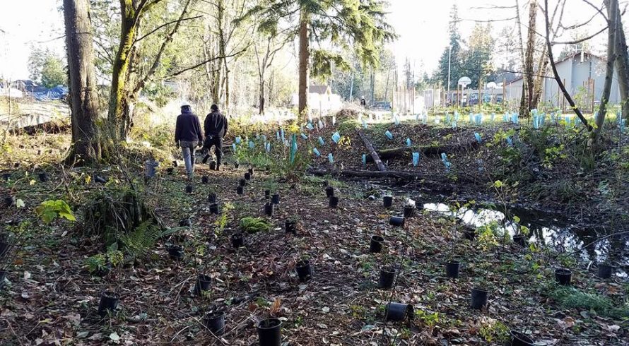 Inglewood Presbyterian Church Wetland restoration phase 2 begins -IPC 2016