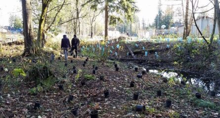 IPC stream restoration planting